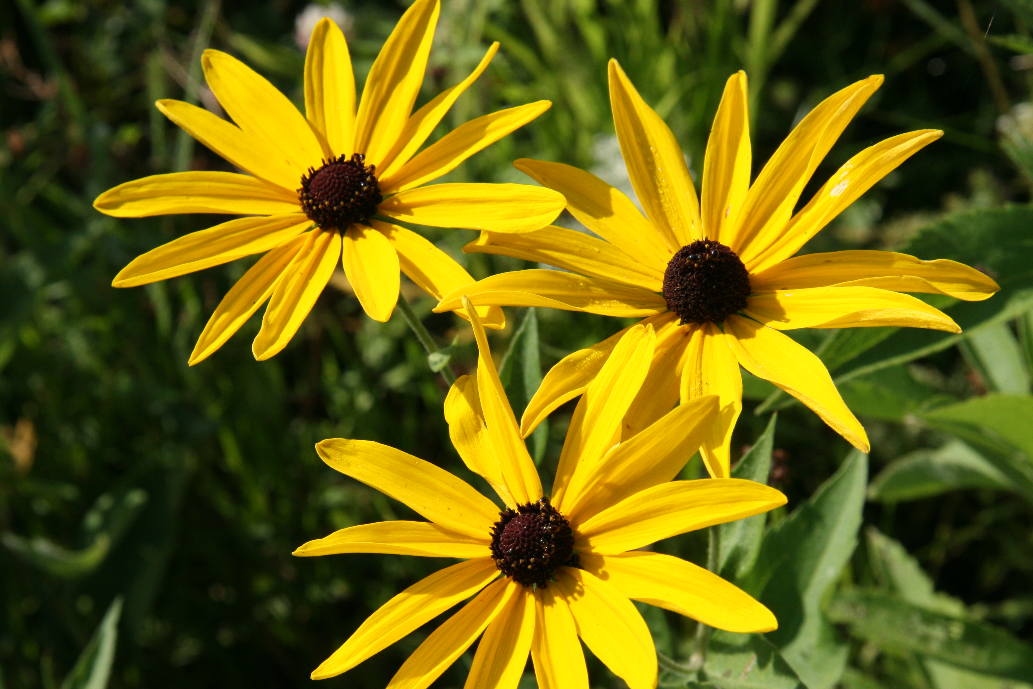 Plan Your Garden Now With Native-Plant Sale