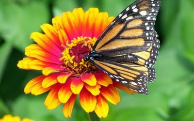 Elmhurst Garden Club Wins National Awards